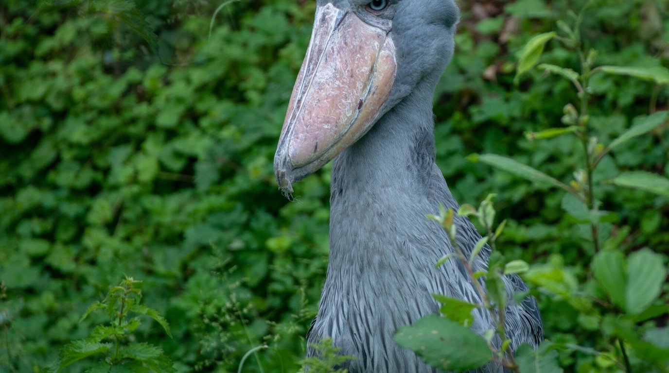 Rare Prehistoric Shoebill Stork in Papyrus Wetlands