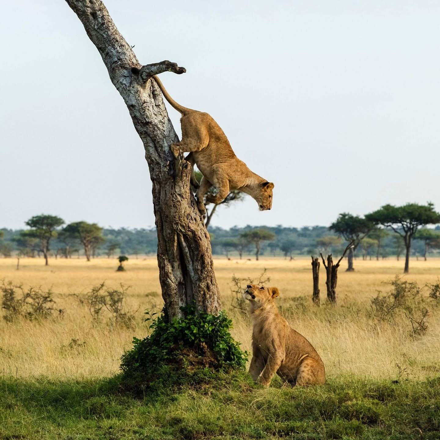 Uganda and Rwanda Discovery Safari