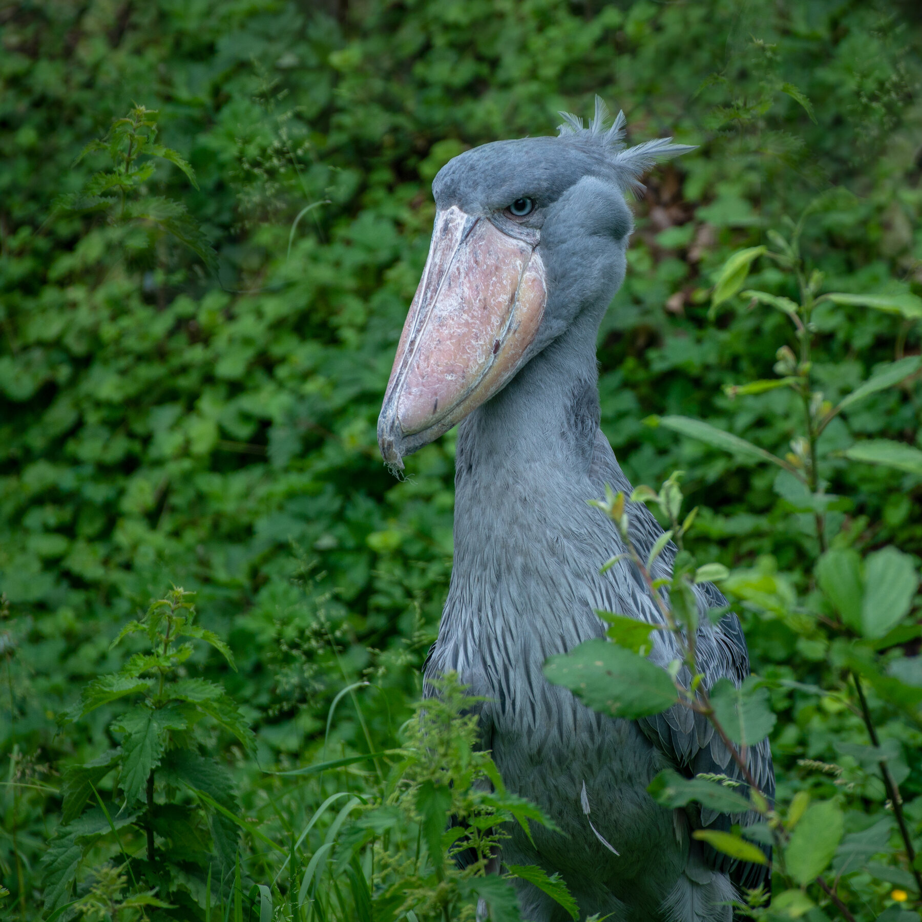 Albertine Rift and Shoebill Birding Safari