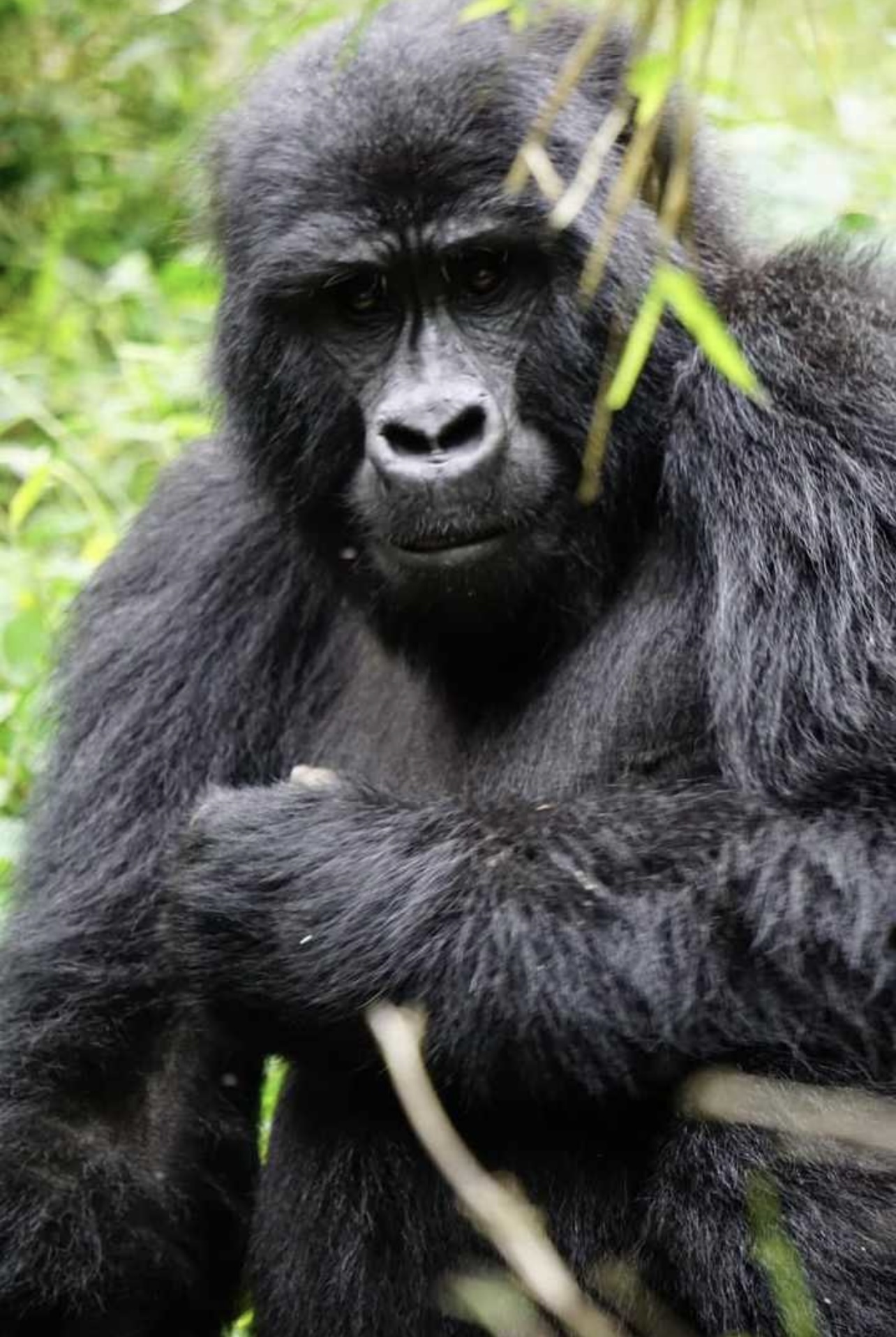 Mgahinga Gorilla National Park