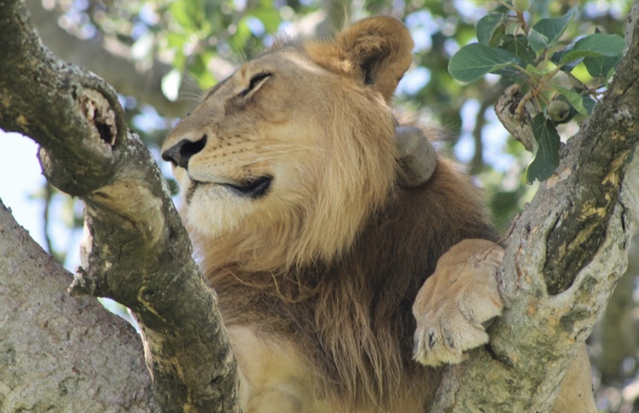 Queen Elizabeth National Park