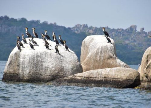 Saanane National Park