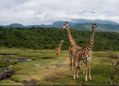 Arusha National Park