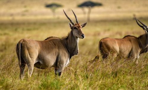 Mkomazi National Park