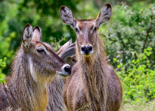 Rumanyika-Karagwe National Park