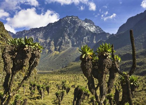 Rwenzori Mountain National Park