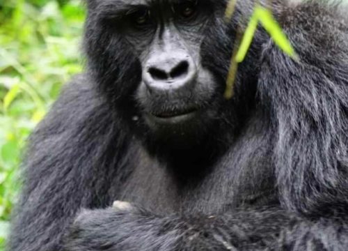 Unveiling the Treasures of Bwindi Impenetrable Forest: A Journey to Uganda’s Gorilla Haven