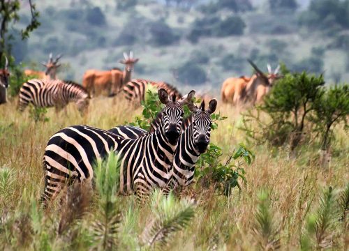 Akagera National Park