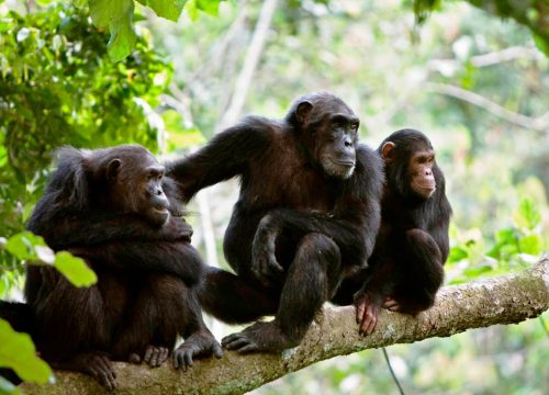 Gombe Stream National Park