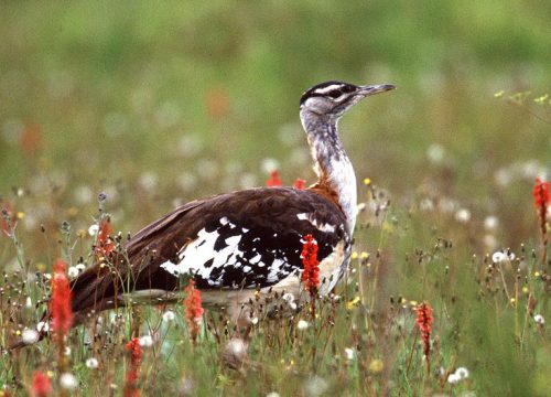 Kitulo National Park