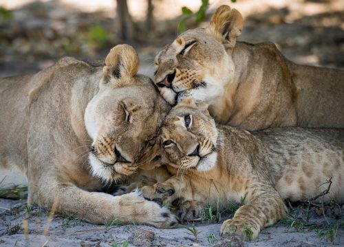 Pian Upe National Park