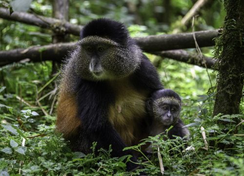 10 Days Rwanda Safari