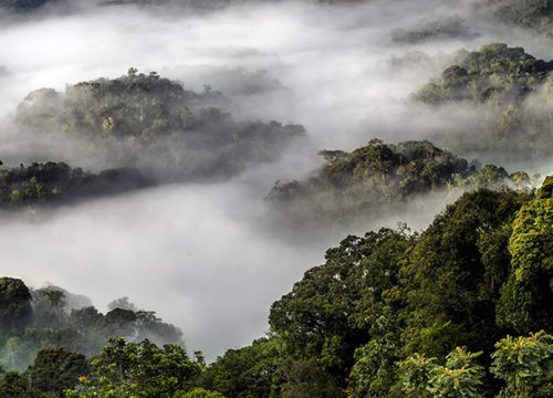 Nyungwe National Park