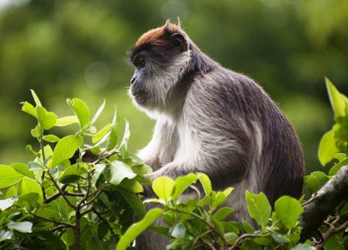 Kibale Forest National Park