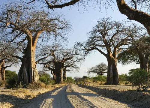 Ruaha National Park