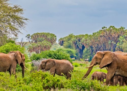 Samburu National Reserve